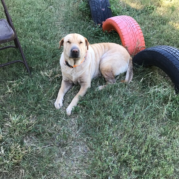 ""OUR RESCUES DOGS " - Picture 10 of 13